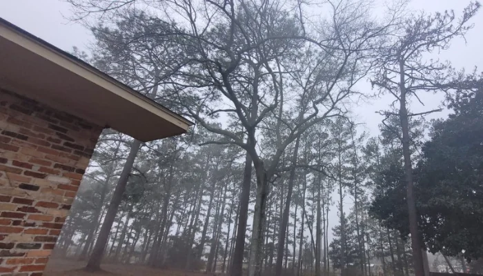 Trees against the dark sky and a house in the background to represent the keyword how long does it take to replace a shingle roof.